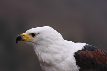 Schreiseeadler - Kopf