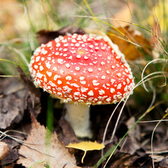 Poisonous mushroom in the autumn forest
