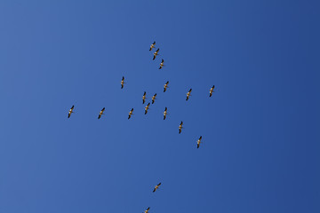 Flock Of Pelicans Flying In Blue Sky