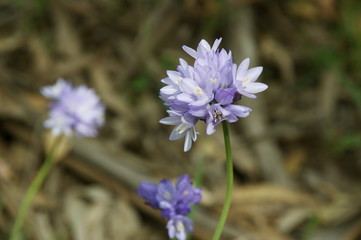 Wild hyacinth flowers