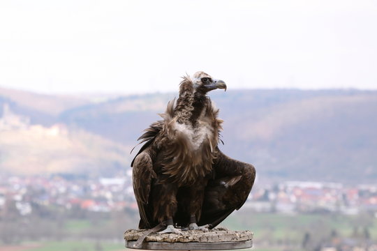 M&ouml;nchsgeier