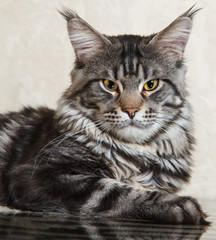Black tabby maine coon cat with big lynx posing on glass table