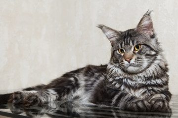 Naklejka premium Black tabby maine coon cat with big lynx posing on glass table