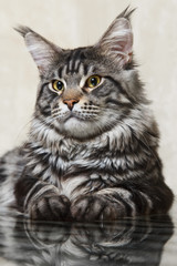 Black tabby maine coon cat with big lynx posing on glass table