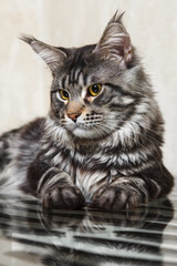 Black tabby maine coon cat with big lynx posing on glass table