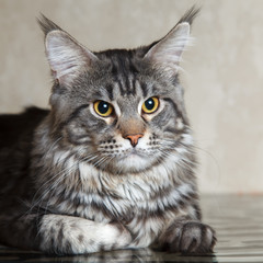 Black tabby maine coon cat with big lynx posing on glass table