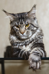Black tabby maine coon cat with big lynx posing on glass table
