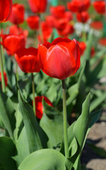 Vertical background with red tulips in nature