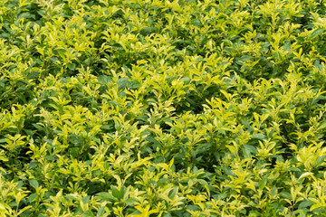 plant and flower garden background