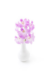 orchid isolated on white blackbackground