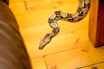 Close up of a snake