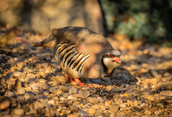 Chukar searches for food in the morning sunlight
