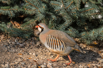 Chukar walks away from visitor