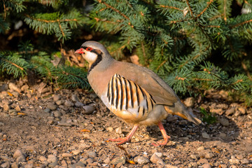 Chukar walking in morning sunshine