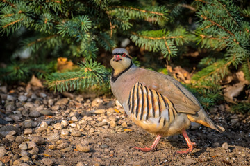 Walking Chukar looks back at viewer.
