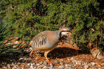 Chukar moving quickly past viewer.