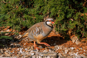 Chukar steps over something?