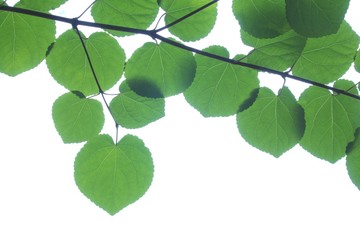 Naklejka premium カツラの葉