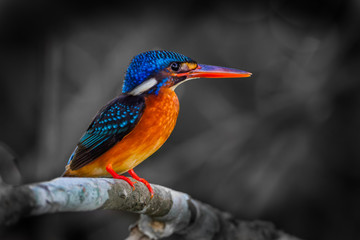 Female Blue-eared kingfisher (Alcedo meninting)