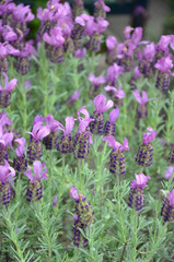 Fragrant purple lavender garden