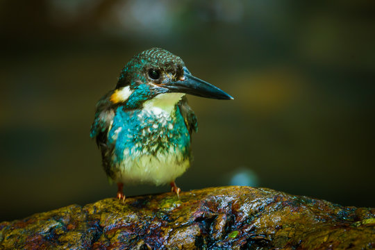 Blue-banded kingfisher (Alcedo euryzona) 