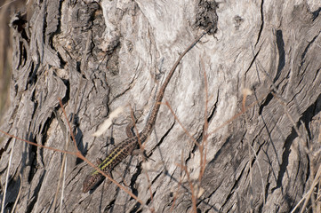 Lucertola Colorata
