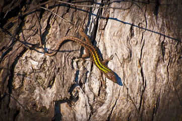 Lucertola Colorata