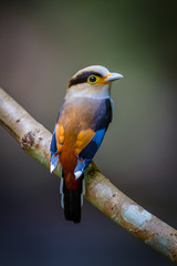 Fototapeta premium Close up portrait of Silver-breasted Broadbill 