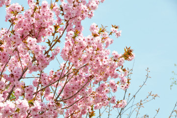 Obraz premium Wiśniowe drzewo w pełnym rozkwicie