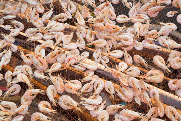 dried shrimp