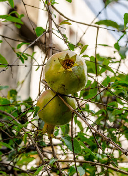 Pomegranate or Punica apple (Punica granatum L.) in garden