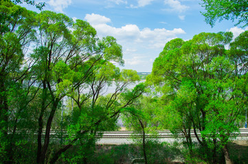 Пейзаж с видом зелёных деревьев на фоне голубого неба с облаками © plaksik13