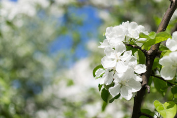 Cherry Blossom Bloom