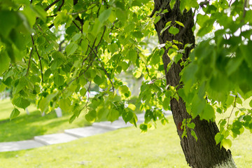 Obraz premium Sunlight Filters Through a Birch Tree