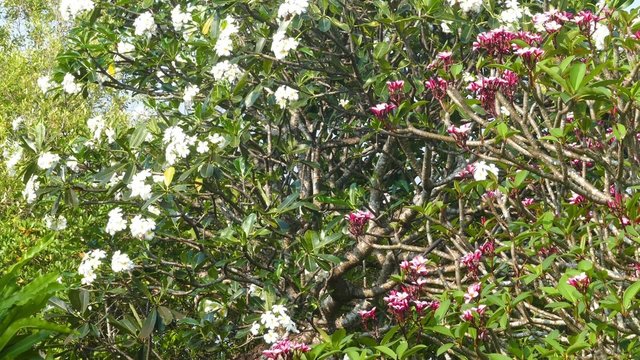 white and red branches of flowering plumeria
