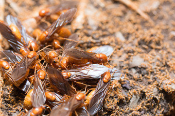 The subterranean ants