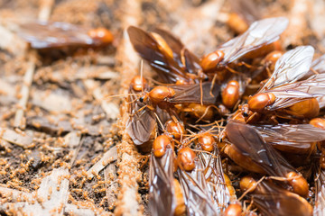 The subterranean ants