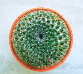 top view of cactus head and needdle in clay pot