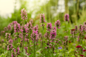 Summer garden background with flowers. Selective focus