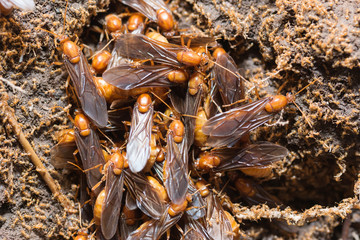 The subterranean ants