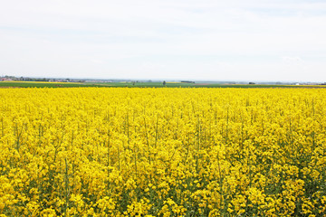 Obraz premium Rapsfeld im Sommer