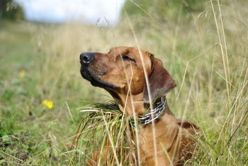 Dog on the nature