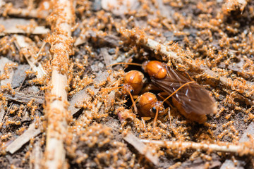 The subterranean ants