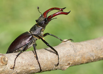 Hirschkäfer - [Lucanus cervus]