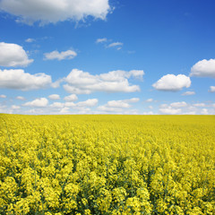 Fototapeta premium Rapsfeld im Sommer