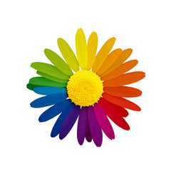 Farbenfreudige Kamille © Thaut Images