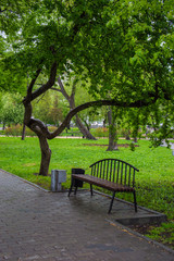 скамейка  рядом с наклонённым деревом в  городском парке