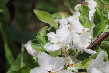 The blossoming apple-tree branches in a spring garden