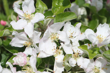 The blossoming apple-tree branches in a spring garden