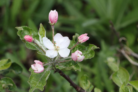 The blossoming apple-tree branches in a spring garden